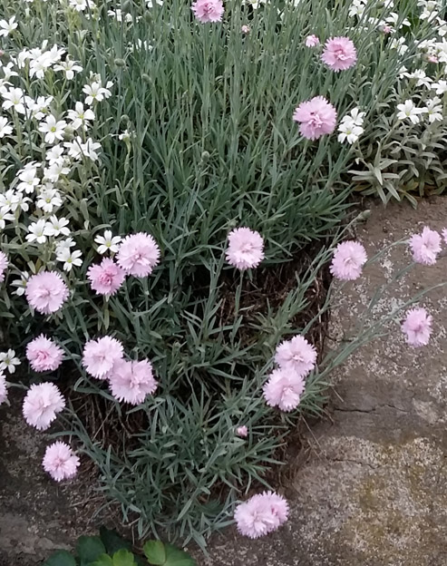 Dianthus gratianopolitanus `Gartennelke Elke`